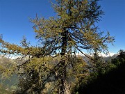 59 Maestoso larice colorato d'autunno